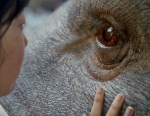 Netflix nos trae ‘Okja’ del visionario director Bong Joon Ho