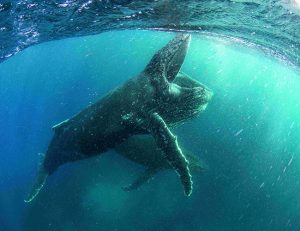 Una imagen del documental 'Nuestro Planeta'