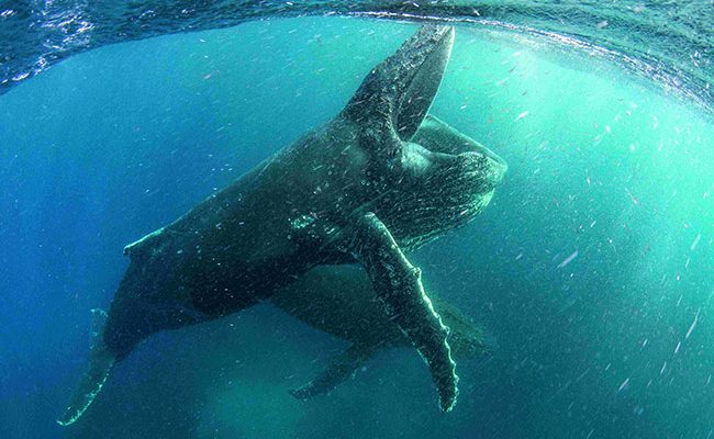 Una imagen del documental 'Nuestro Planeta'